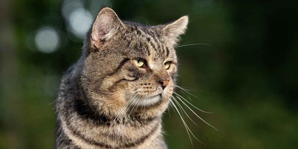 Old male tabby cat outside in a yard in summer