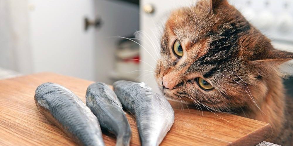 Long-haired torbie cat smells three small fish on a cutting board.