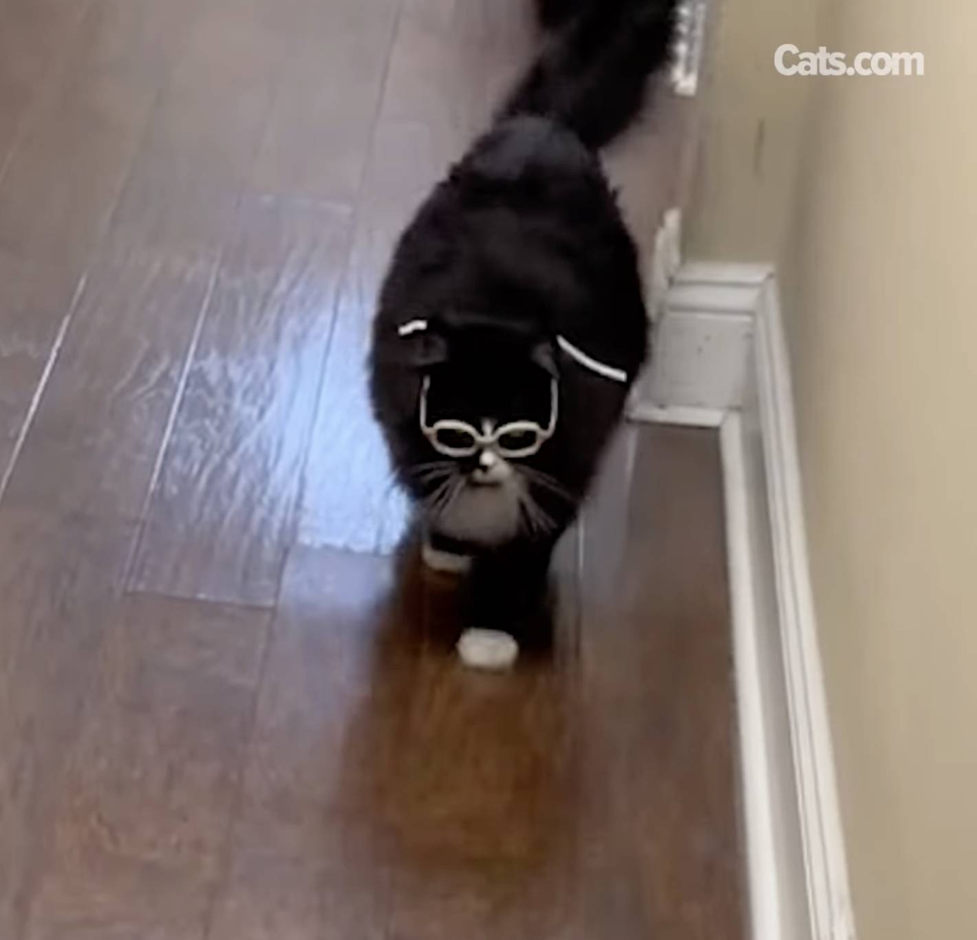 Truffles greets patients and caregivers in the hallway.