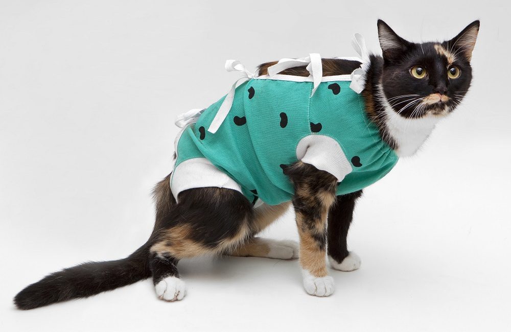 A calico cat after a surgical procedure wearing a green onesie-type outfit to cover an incision.