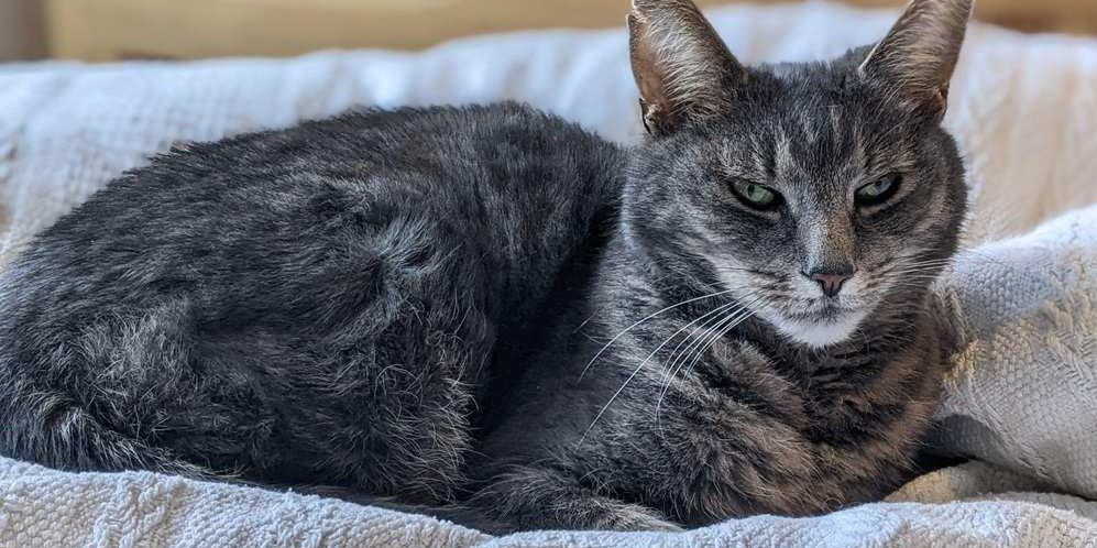 Beautiful grey senior cat cozy in bed.