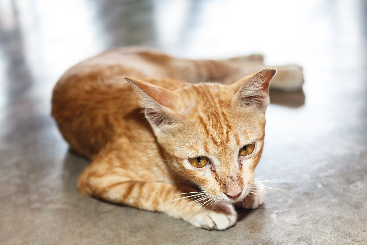 thin ginger cat, lying on side