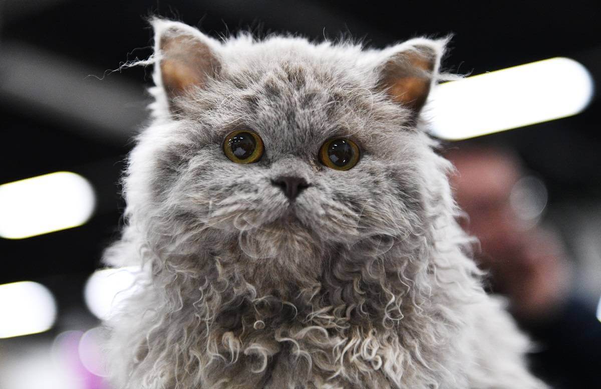 A Selkirk Rex kitten