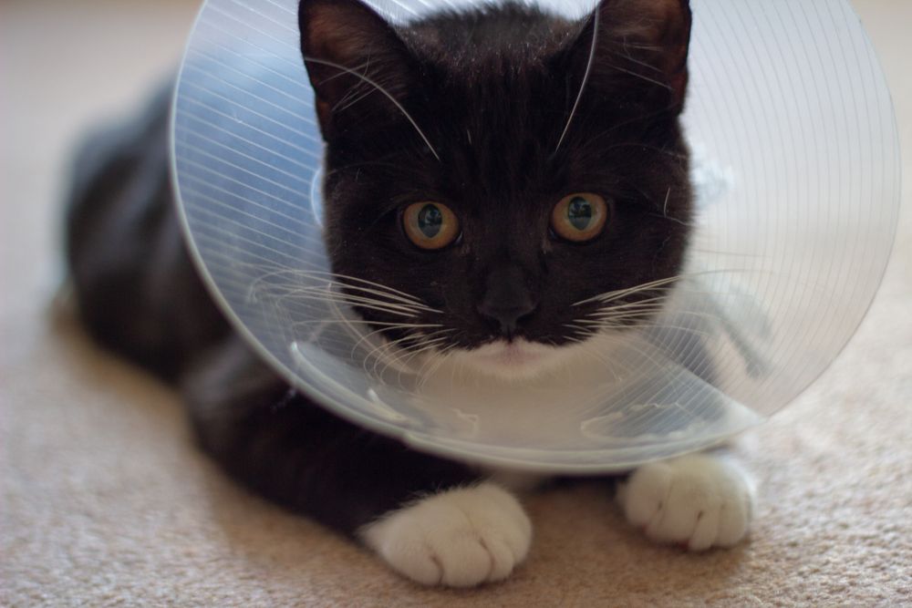 A black kitten is lying down with an e-collar around its neck.