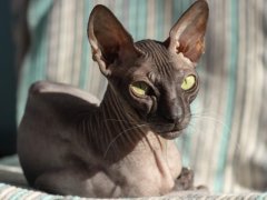 Beautiful cute hairless cat Donskoy Sphynx