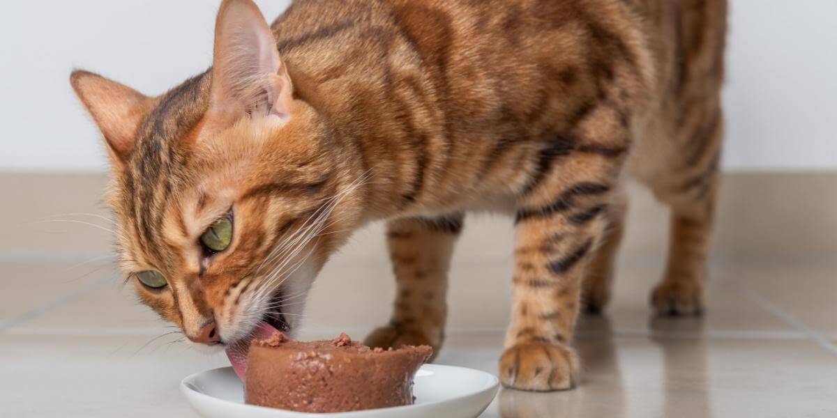 Bengal cat eating wet food from a white dish.