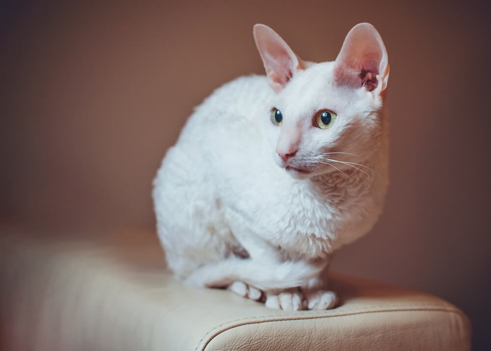 Curious Cornish Rex cat sitting on the sofa