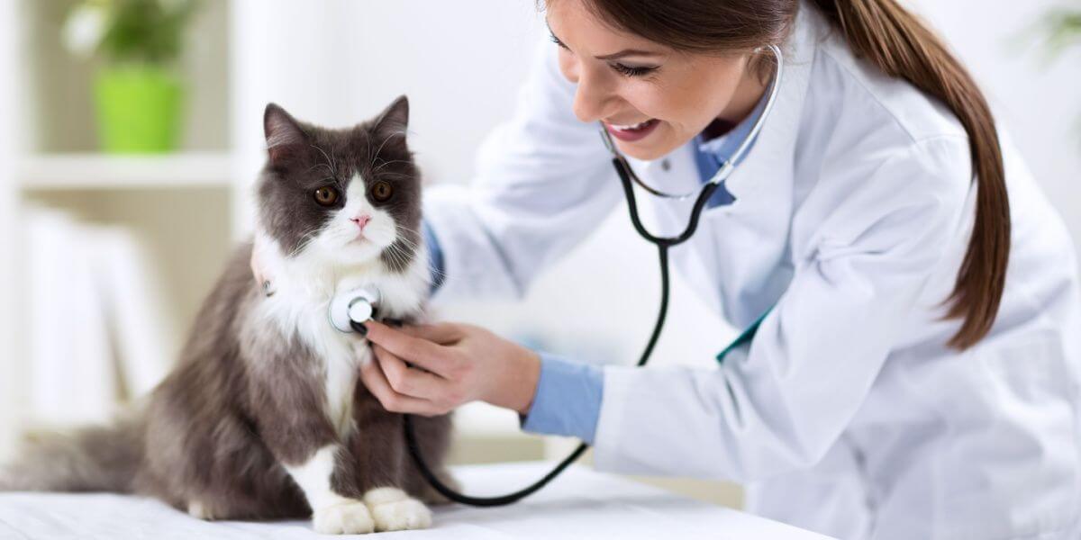 Persian cat with veterinarian doctor at vet clinic