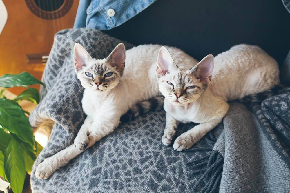 Two sleepy Devon Rex cats laying on a blanket.