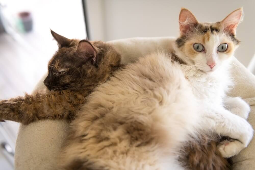 Two fluffy LaPerm cats laying together.