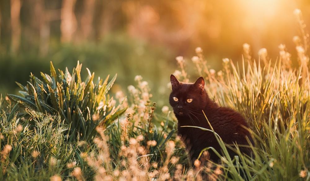 A black cat sits in tall grass.