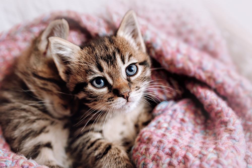 A couple of happy kittens sleep together in a cozy blanket.