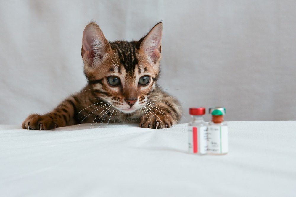 Small kitten looking at two vaccine bottles, foreground.