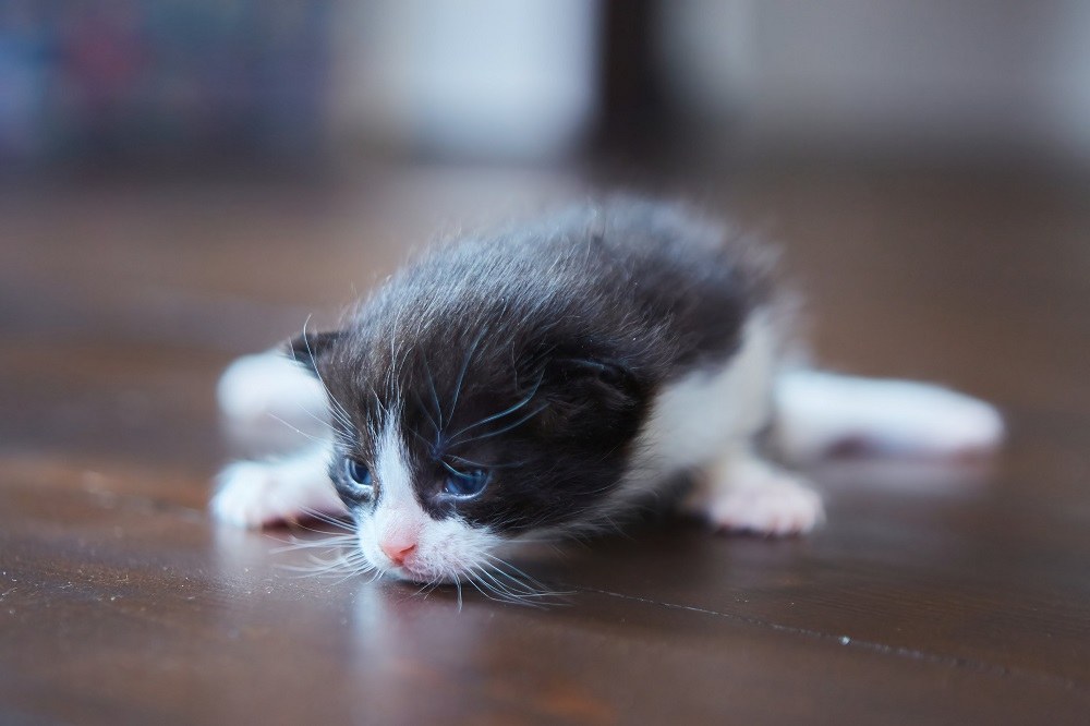 Grey and white two-week-old kitten with blue eyes