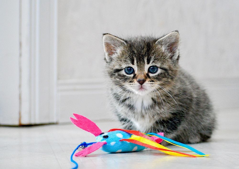 Six-week-old kitten sitting with toy