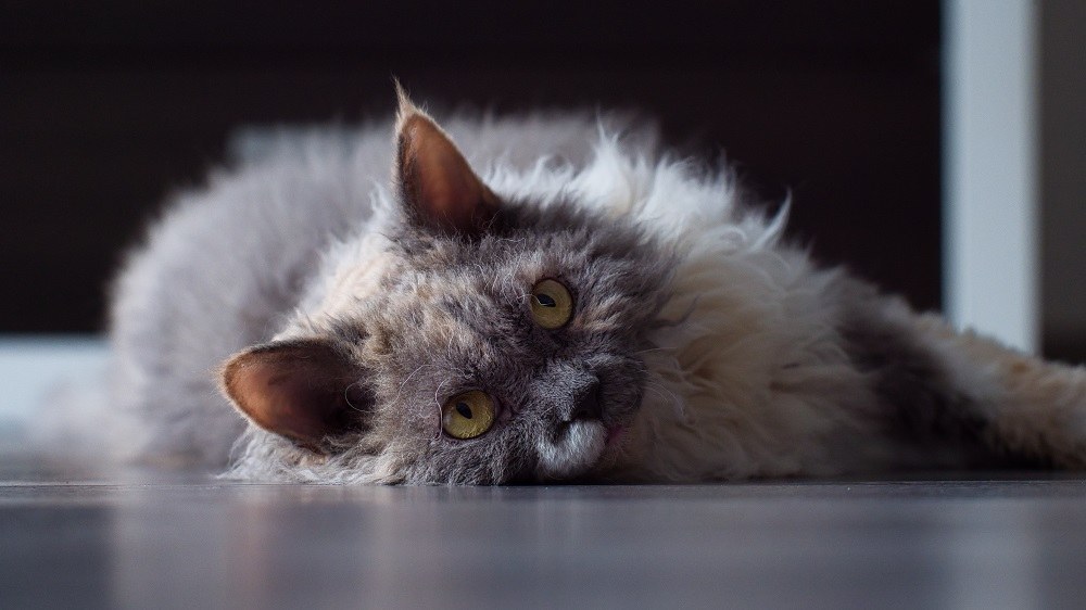 Blue torti white Selkirk Rex cat on grey floor.