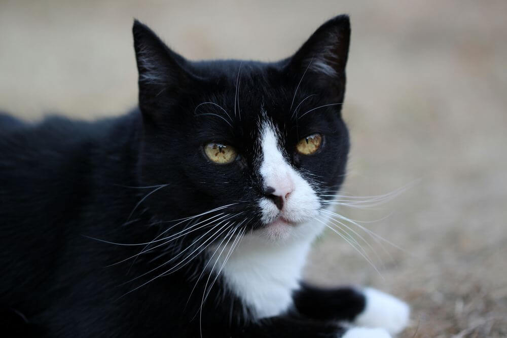 Brown spots in the iris of black and white cat.