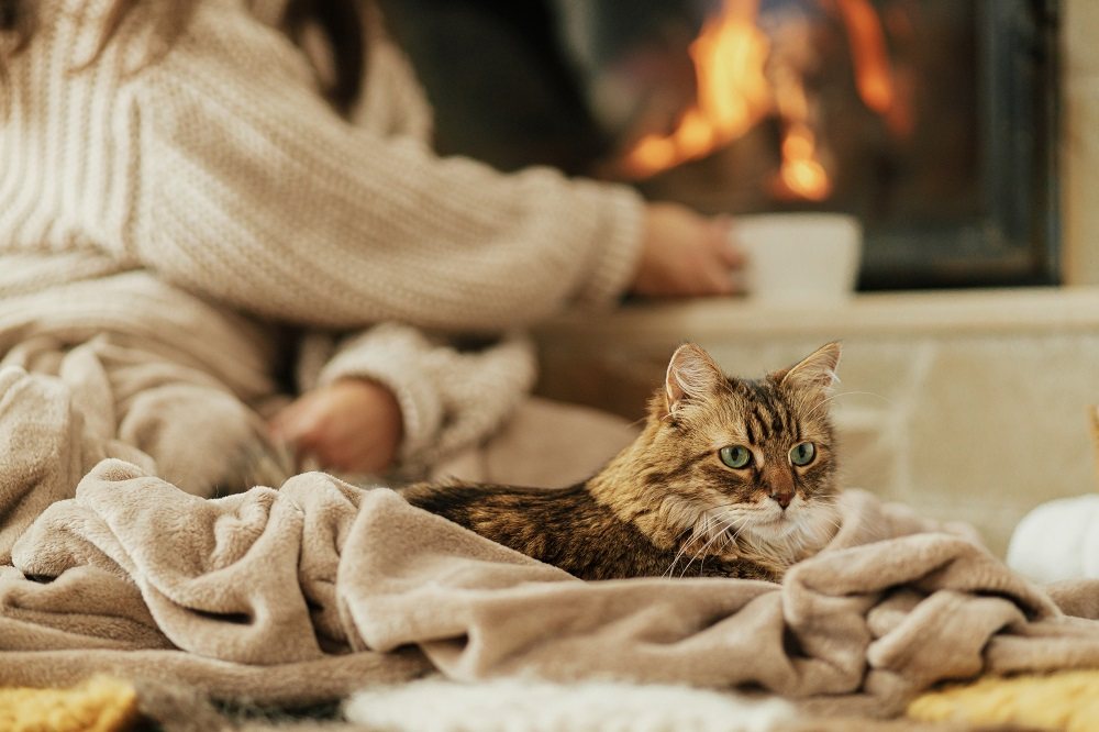 Brown tabby sitting on a blanket near a fireplace while their owner drinks tea.