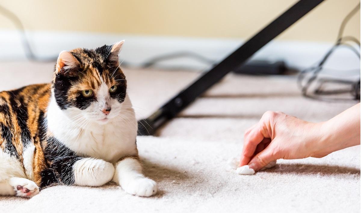 Cat with guilty face whilst female cleans carpet nearby