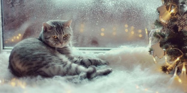 75 Winter Cat Name Ideas With Meanings