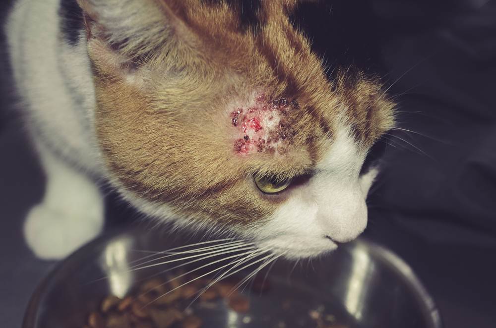 Cat’s head close up with a small area of hair loss, red patches and crusting.