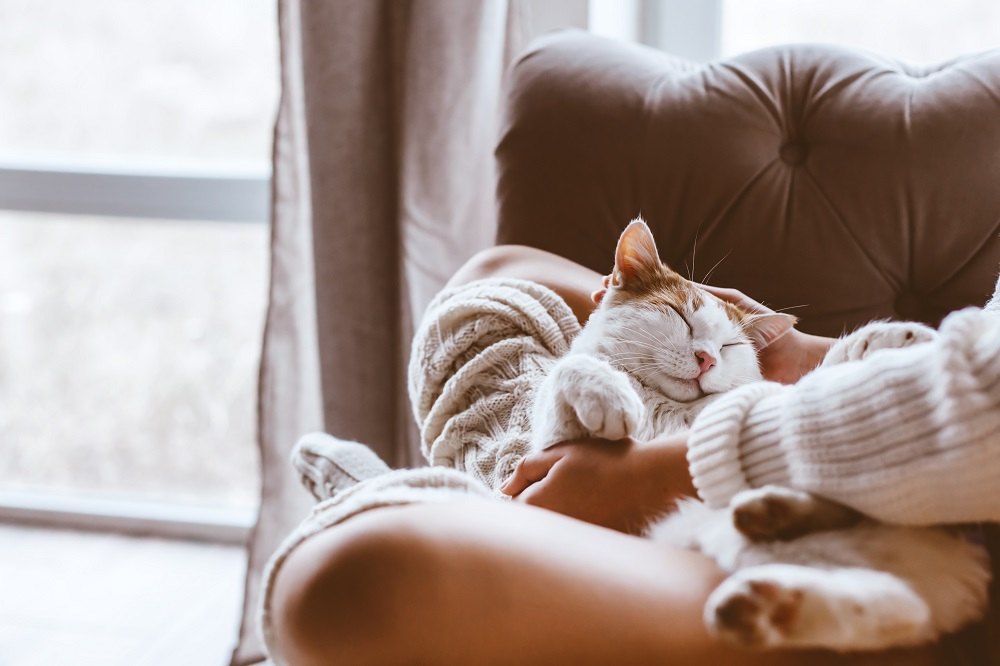 An orange and white cat cuddles on owners lap near a window.