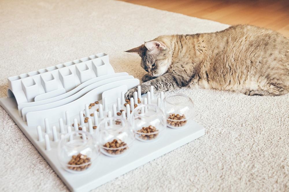 Cat plays with food on slow feeder