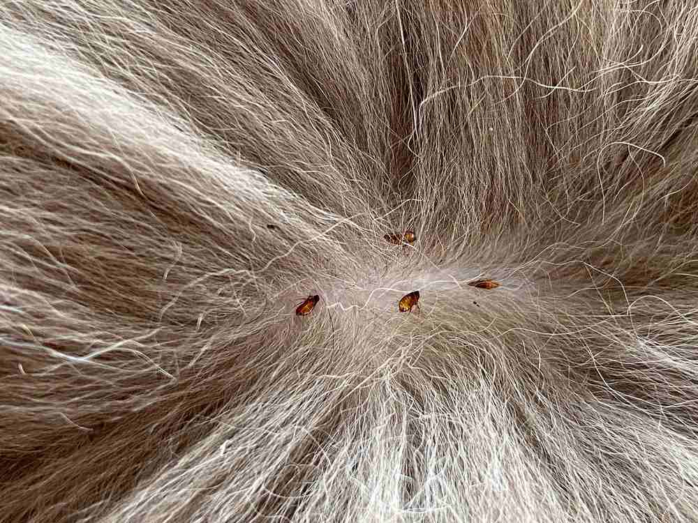 Four fleas present on a cat’s skin with parted fur.