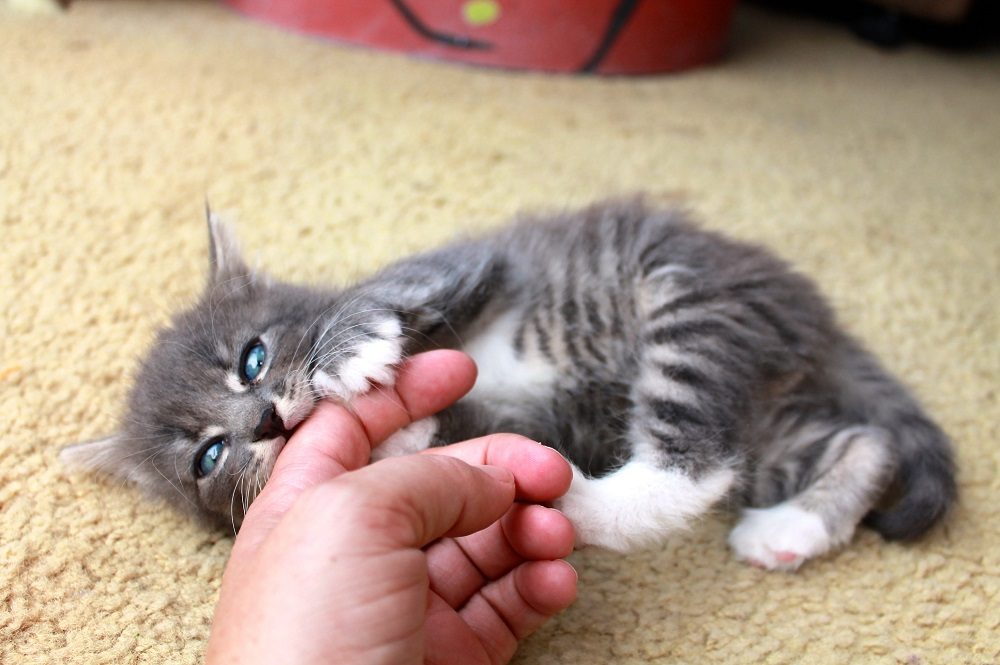 small gray kitten gnaws on owner’s hand