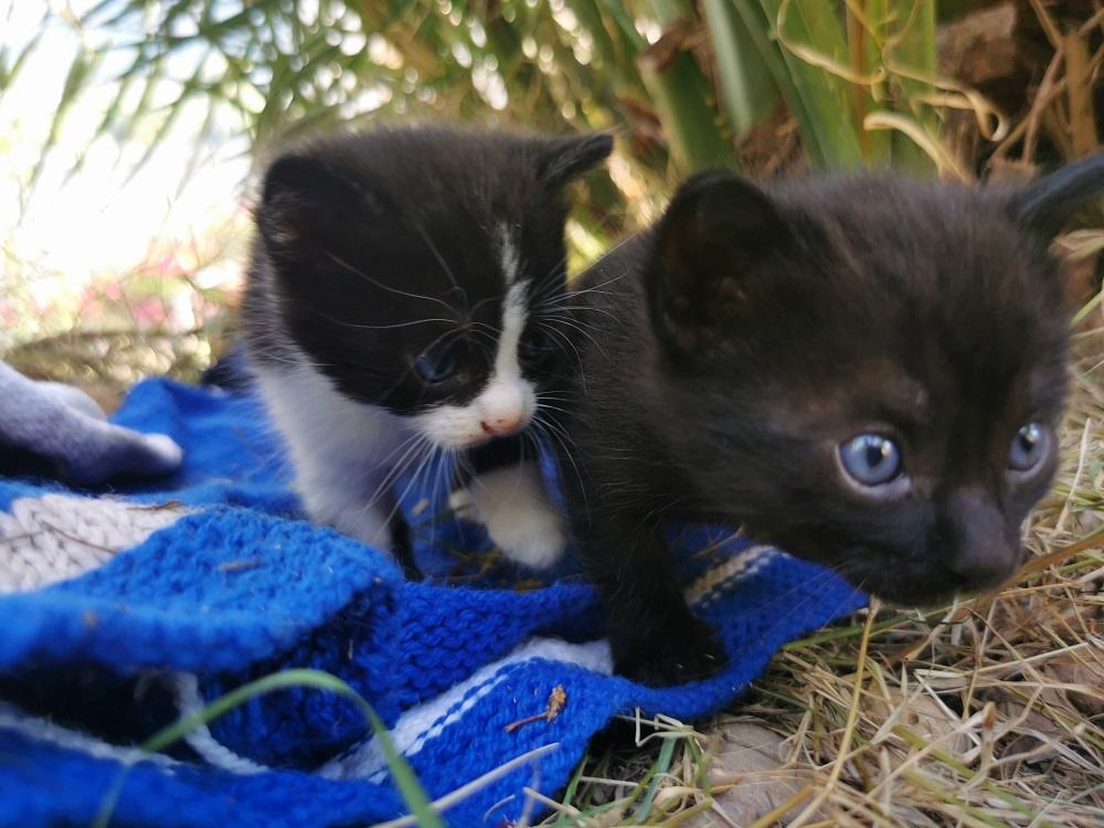 Two four-week-old kittens exploring garden on rug