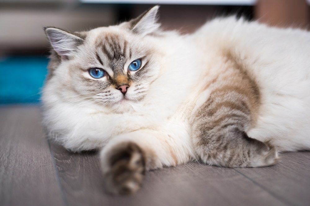 Ragdoll cat lying on the wooden floor.