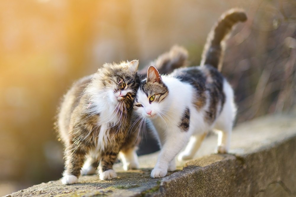 Two friendly cats