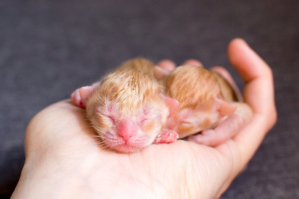 A small newborn kitten in the hands of a person