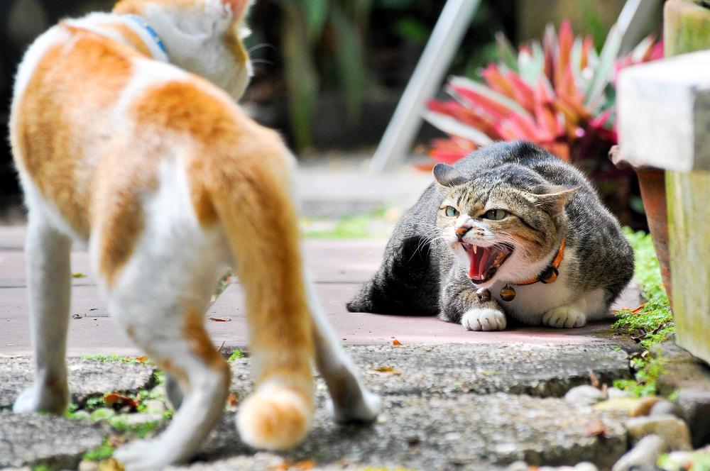 tabby cat hissing at an approaching ginger and white cat