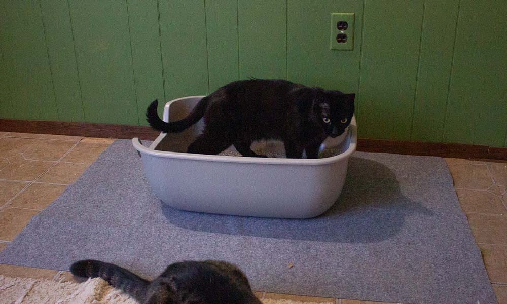 Litter boxes come in many different sizes