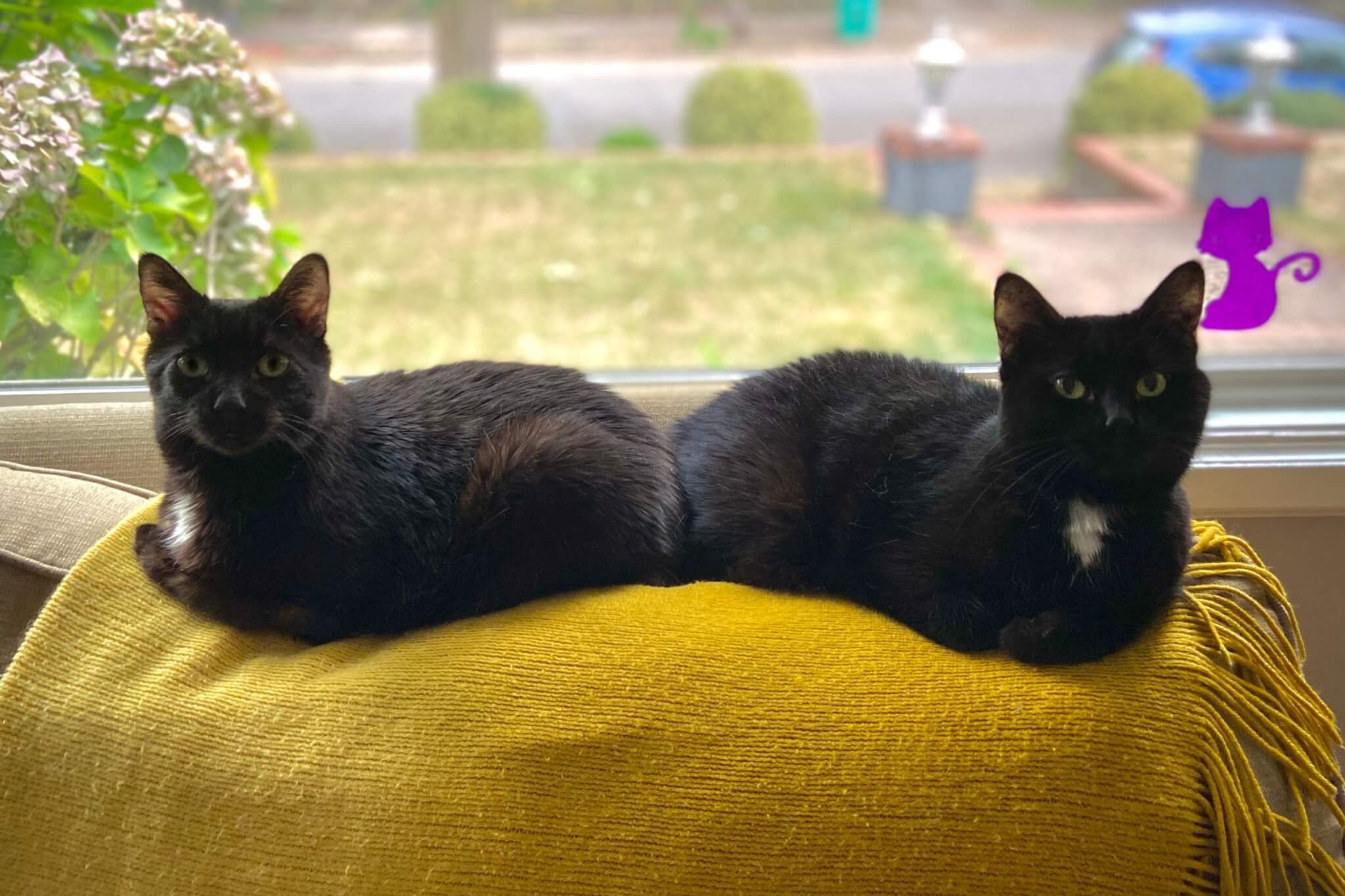 Two black cats sit on a couch next to each other