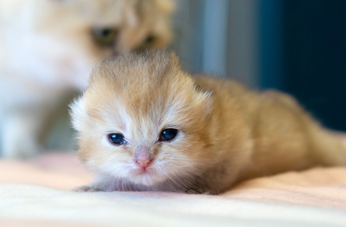 One week old kitten which has just opened its eyes