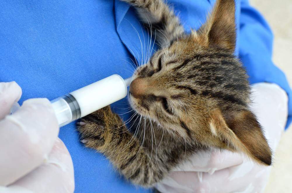 person bottle-feeding a small kitten