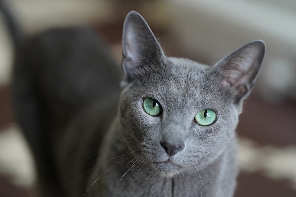 Russian Blue cat cute animal pet.