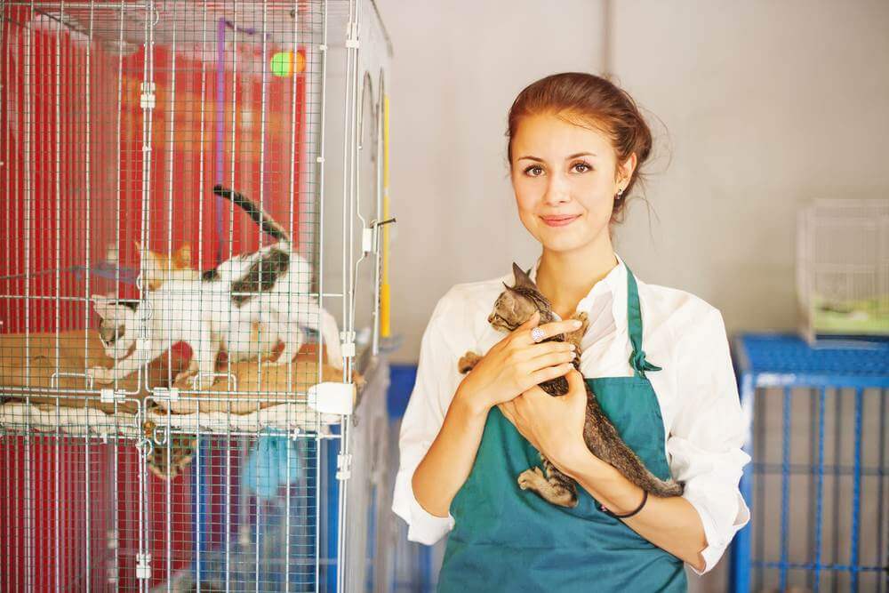 shelter staff holding a kitten