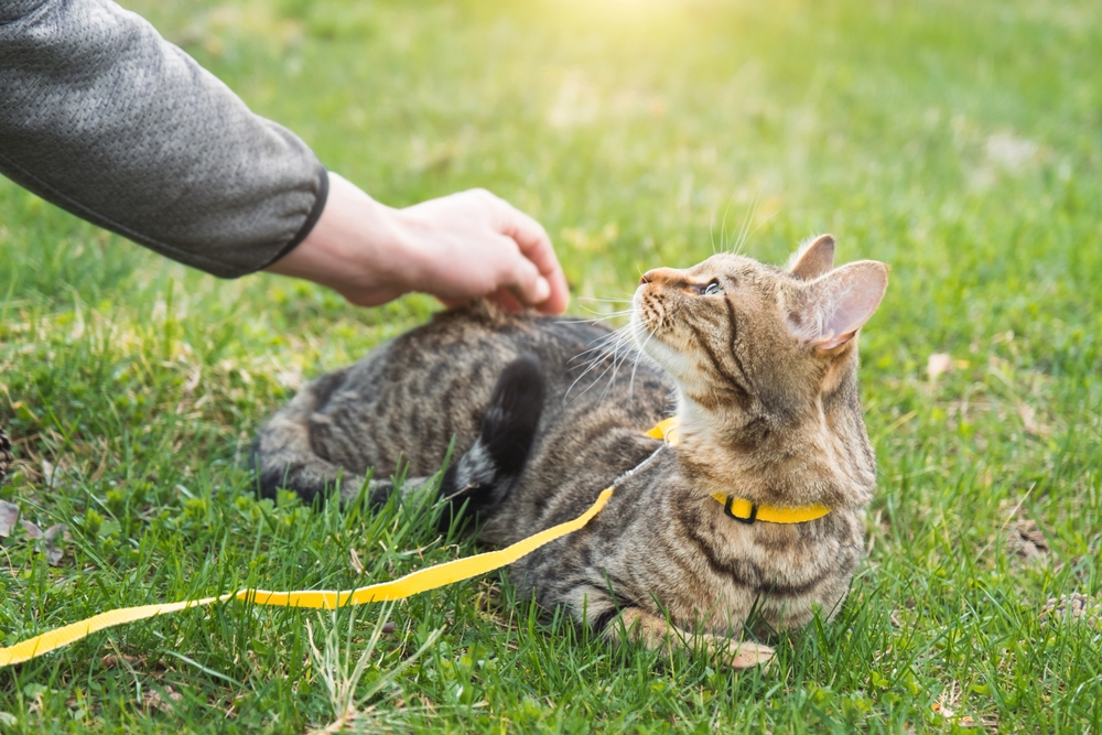 Tabby cat lying down in the grass looking at owner, whose arm is reaching out to the cat