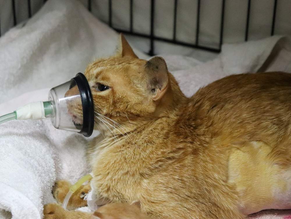 A Siamese cat being given oxygen via a facemask