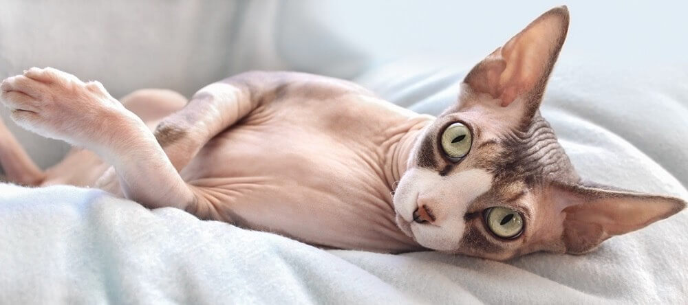 A Sphynx cat with some dark markings lies on a light gray blanket.