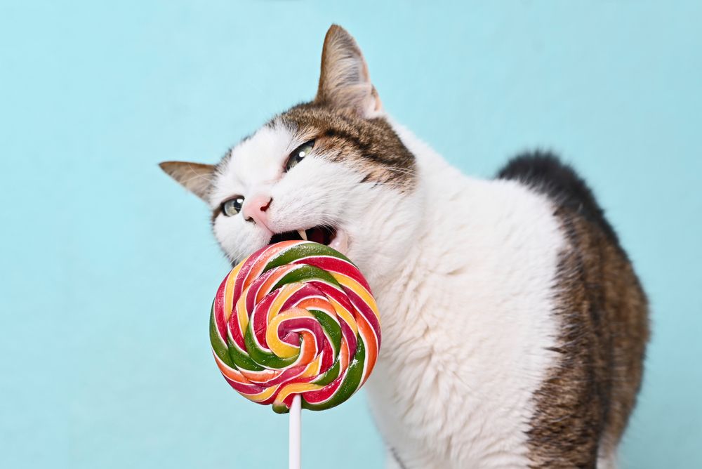 A brown and white cat licking a lollipop.