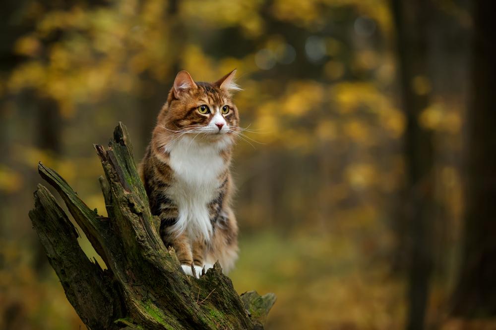 A brown and white cat sits atop a broken tree.