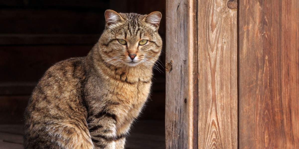 A brown tabby cat sits in the doorway of a barn.