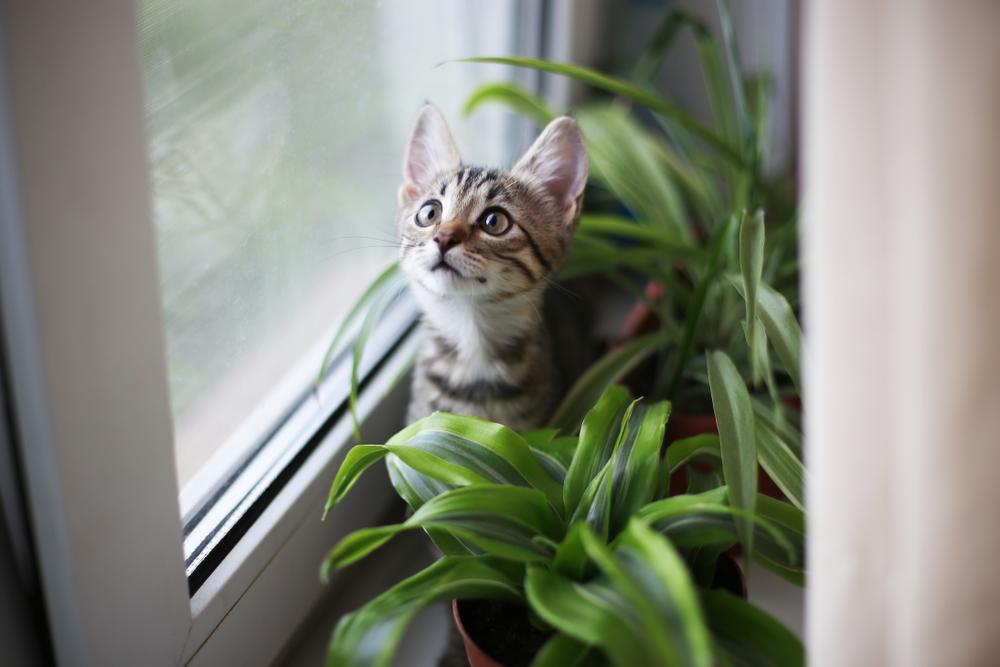 A brown tabby kitten sits in a windowsill surrounded by houseplants.