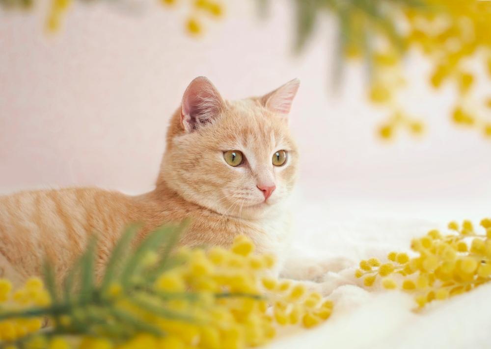 A buff tabby sits with yellow flowers.