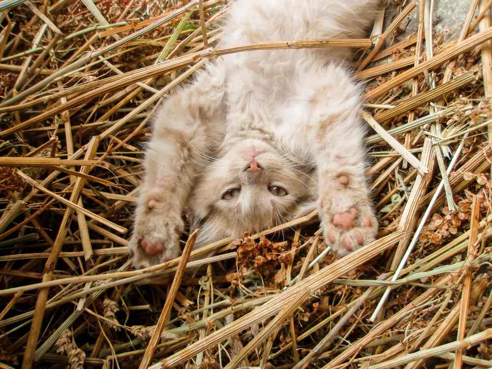 A cream-colored tabby cat lays on their back in a pile of straw with their front paws stretched above their head.