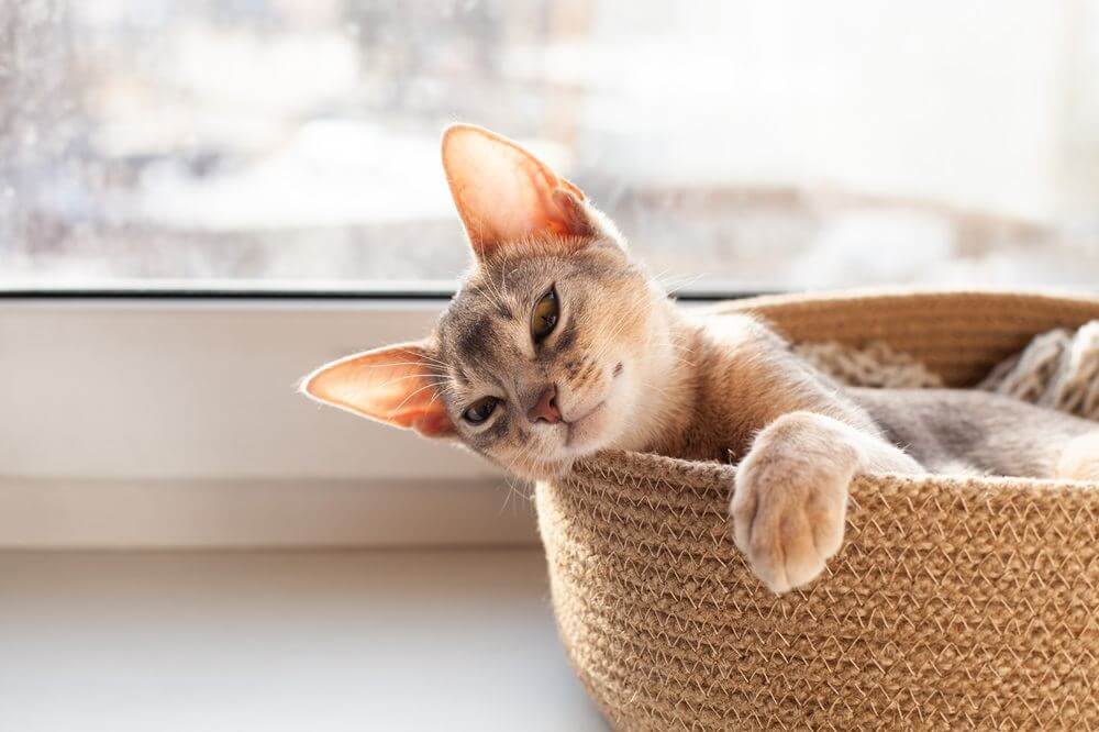 A gray Abysinnian kitten lies in a basket on a windowsill.